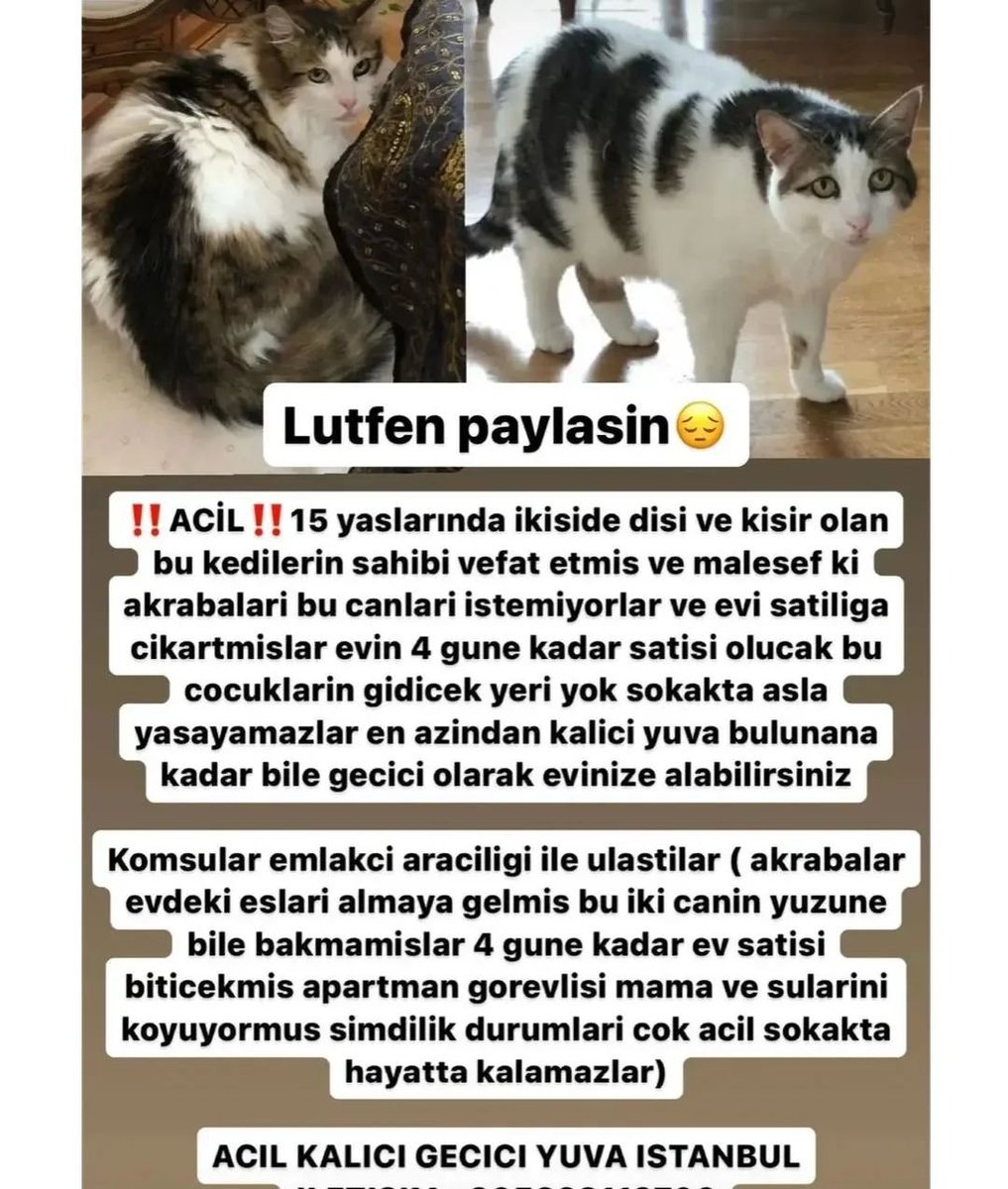 "VEFAT EDEN İNSANIN 15 YAŞINDAKİ KEDİLERİN KALDIĞI EV SATILDI KEDİLER ŞU AN ZORDA. ACİL GEÇİCİ/KALICI YUVA DESTEĞİ
İSTANBUL 0532 311 2706
 @sib_elerdem08  facebook.com/photo?fbid=645…