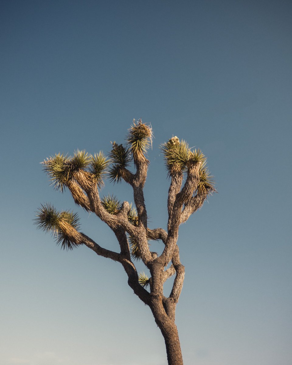 sillito121's tweet photo. Last couple frames from Joshua Tree National Park. Of all the places we visited I definitely wouldn’t have guessed that this is the place I took the most pictures. The park contains some of the most unique landscapes and plants it just blew my mind. https://t.co/W6WmeA4anf