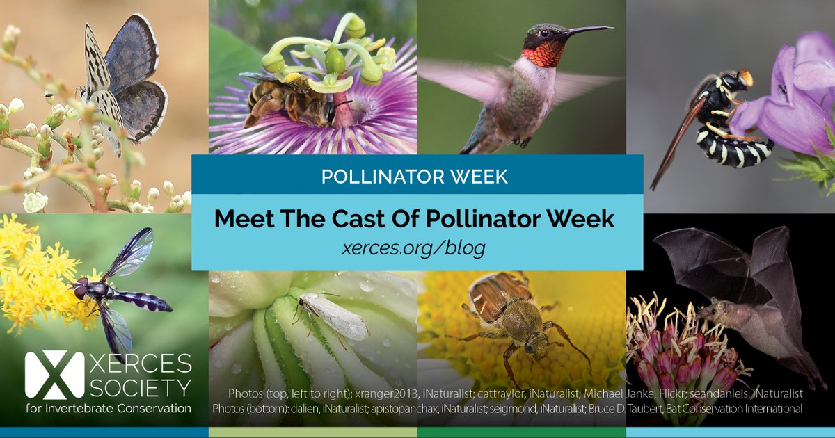 It's Pollinator Week! June 19-25 we will celebrate pollinators like bees, butterflies, moths, beetles, flies &amp; wasps for helping make plant life possible in our world. We’ve combined expertise with <a href="/BatConIntl/">Bat Conservation International</a> &amp; <a href="/audubonsociety/">Audubon Society</a> to include bats &amp; birds too! xerces.org/blog/meet-cast…