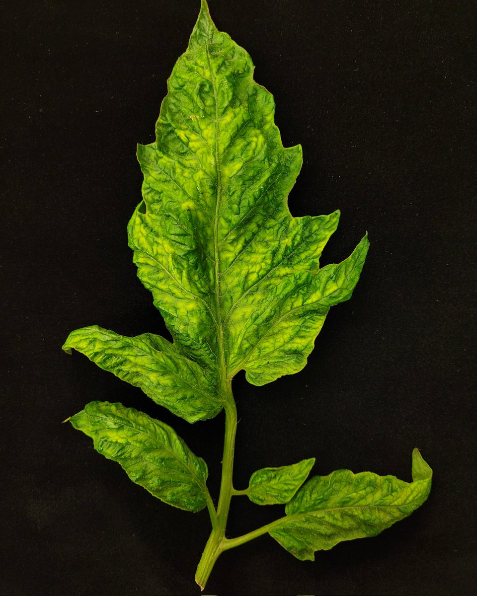 tobacco mosaic disease symptoms Tobacco mosaic virus (TMV) symptoms on a tomato leaf. TMV is spread through  contact by hands, tools, and/or seeds. It is advised to remove the infected  plants from your garden (far away