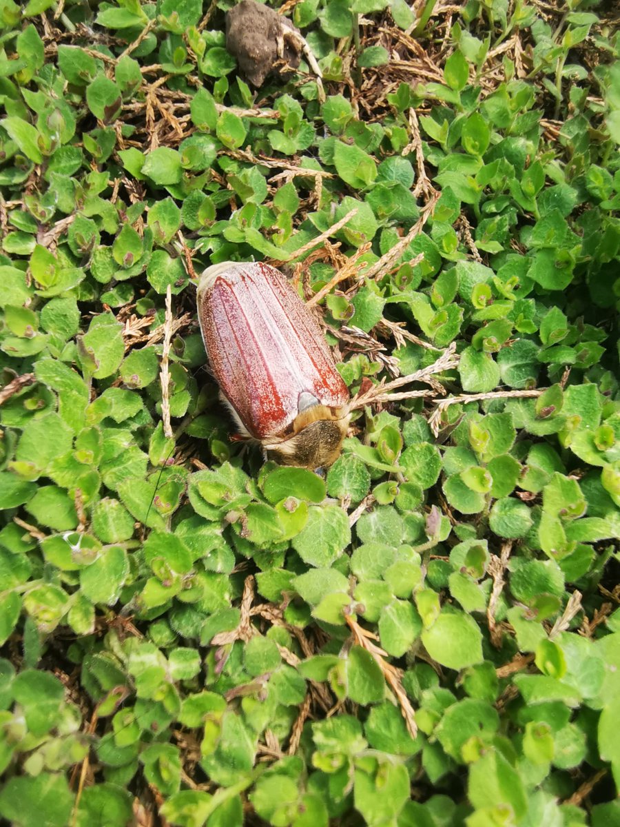 GraceStubbs1's tweet photo. @BBCSpringwatch  Found this in my garden, with ants all over it, trying to cart it off. I brushed the ants off, and placed it somewhere safe, but I took the pics before I let it go..... 😊 https://t.co/Q6Bw0AeBQ7