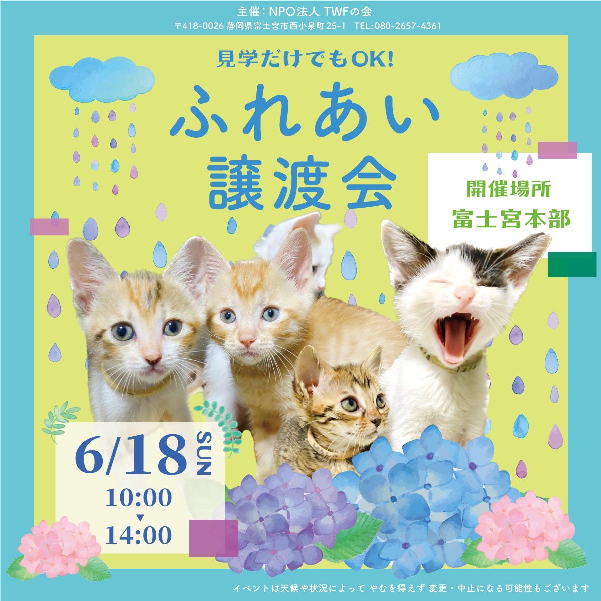 twfnokai's tweet photo. 今週末の6/18日曜日
ふれあい譲渡会開催します！
見学だけでも大歓迎です！
皆様のお越しお待ちしております！ https://t.co/dlGSsMVZeC