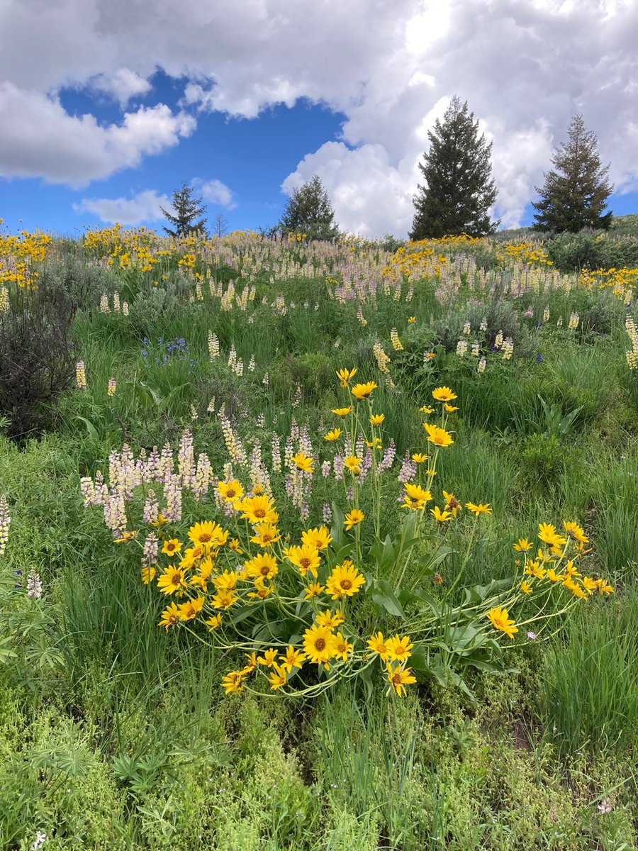 wildcreativity's tweet photo. Bouquets of wildflowers
the hillside alive.

#sixwordstory https://t.co/aE7wjiIufP