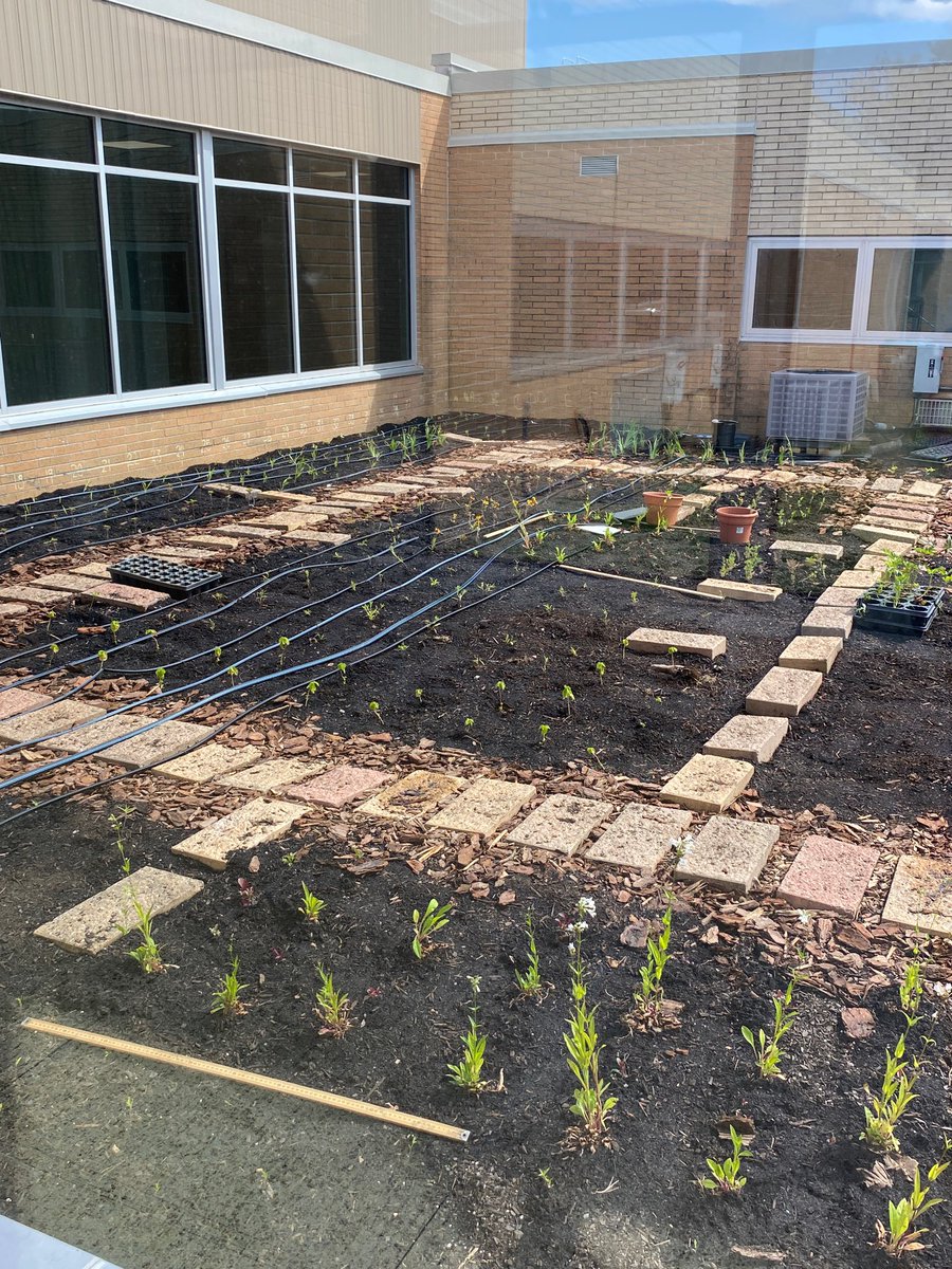 MrsKatieMinto's tweet photo. So impressed with the native plant garden developed by @MHKProjectGreen. All of the MHK students are planting a plant this week and the garden will honor AJ Collins, an 8th grader who we lost earlier this year. https://t.co/HjKdCupDEw