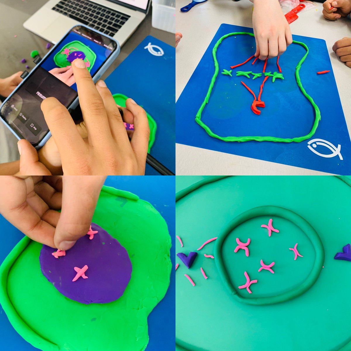 Modelling mitosis in Year 8 Science #Biology #Cells #Mitosis #Science #CellBiology #ScienceIsFun
