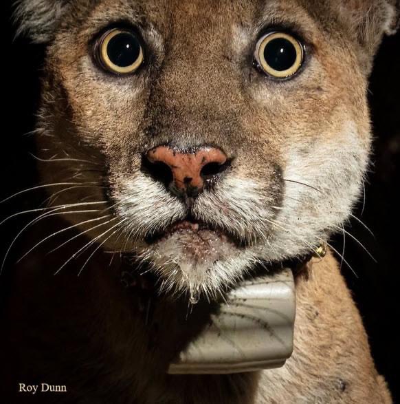Final Necropsy Results Released For Mountain Lion P-22

“P-22 was a fascinating animal to study," said Jeff Sikich, the lead field biologist of the NPS mountain lion study. "Not only was he an important ambassador for urban wildlife, but his scientific contributions were also