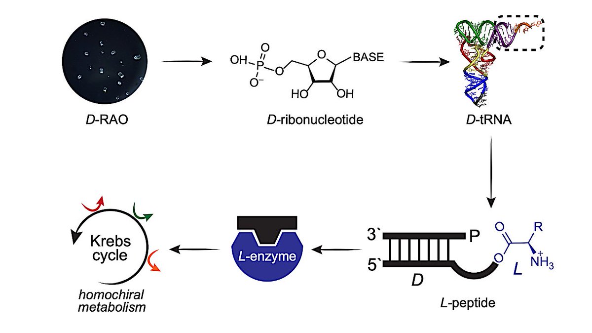 The Central Dogma Of Biological Homochirality: How Does Chiral Information Propagate In A Prebiotic Network? astrobiology.com/2023/06/the-ce… #astrobiology #genomics #biochemistry