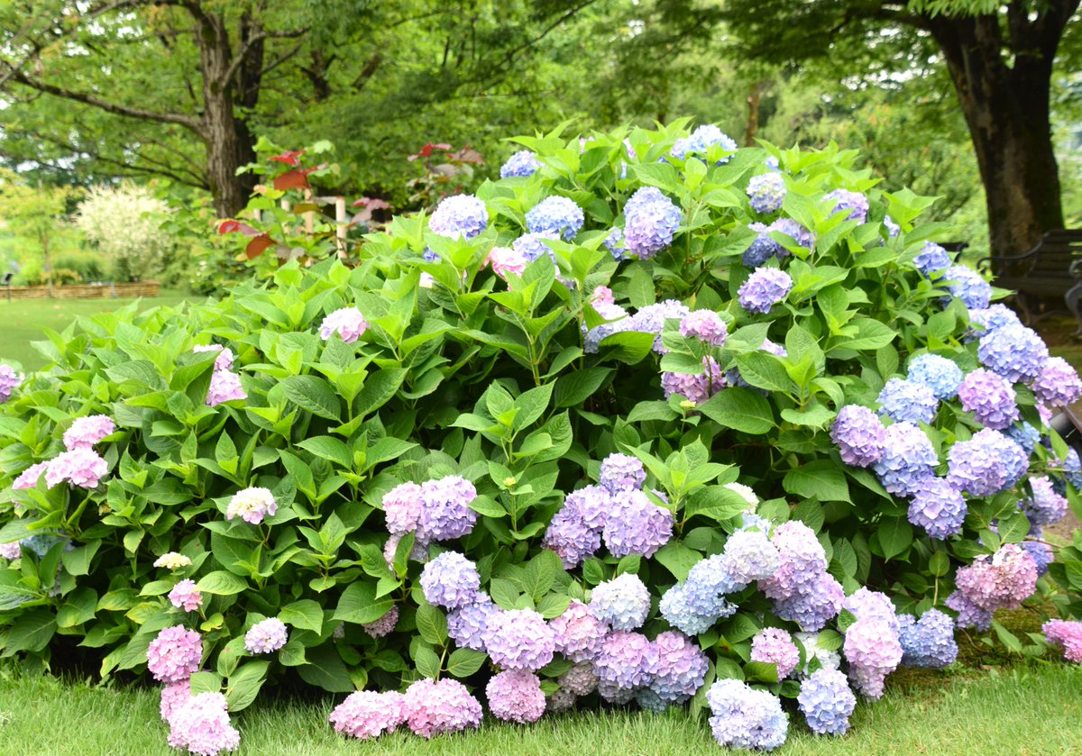 おはようございます
💙紫陽花に癒され
素敵な一日をお過ごしください🌼

 #紫陽花 
 #TLを花で一杯にしょう