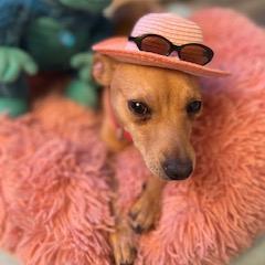 Bridget is proving that size doesn't matter when it comes to style! 🐾🐶 This tiny pup is a fashion-forward diva who embraces her love for all things chic and cozy. 💃🏼✨

Click the link below for more fashion advice from Bridget: 
ow.ly/mHT950ONyCB

#RescueDogs #TwitterPups