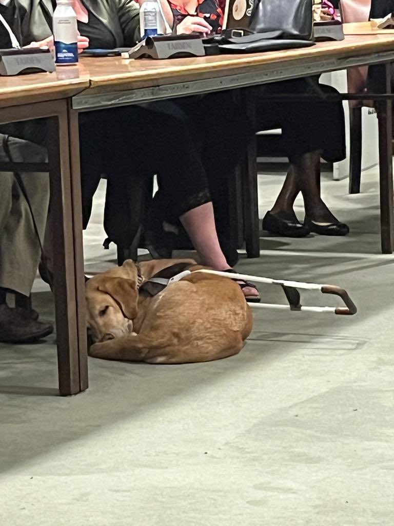 Are you a dog or a cat person? 🐶🐱

During our side event at the 🇺🇳 Conf on the Rights of People with Disabilities, our loyal friends & essential companions for people with reduced visibility are most welcome! 🤗 

#BehindtheScenes #UnderTheTable 
#CRPD #CoSP16 #EveryoneIncluded