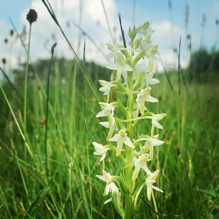 Butterfly Orchid; a beautifully delicate blossom that I always enjoy seeing each June,  a harbinger of summer!

#ballycroy #wildnephinnationalpark #meadow #grasslands #protectnature #nationalparks #orchid #butterflyorchid