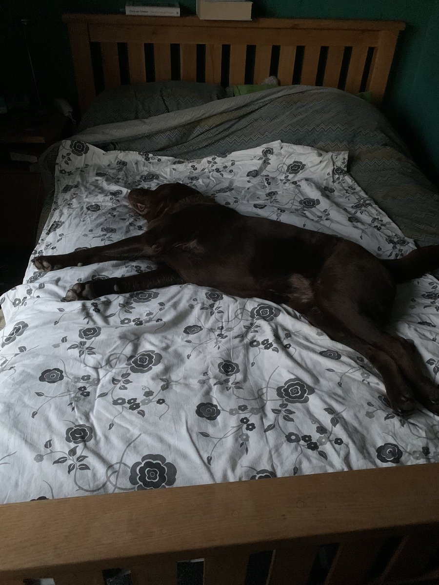 Think I may be sleeping in the dog bed 🛌🐾🐾🐾🐾