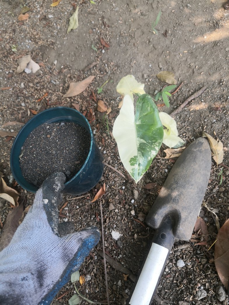 nayeli_rl's tweet photo. "Que yo no quiero salir de mi casa hoy, hace mucho calor". 
Y la vida callándome de nuevo me regala una #alocasia #variegada que en realidad son dos. 😎 
#martesDeBrotes de @wonder_m_r
Brotes de la de mi tía. 🌱 https://t.co/SUpUuhlS8I