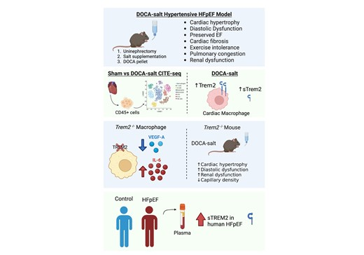 DJFehrenbach's tweet photo. @smartdunc's first first-author paper is finally in press! @CVResearch "Immune profiling of murine cardiac leukocytes identifies Trem2 as a novel mediator of hypertensive heart failure"  https://t.co/mswzQ6vJqd @CVimmunology @Jean_Wassenaar @AmandaDoranLab @VAgrawalMDPhD https://t.co/O3Sr4s5AN5