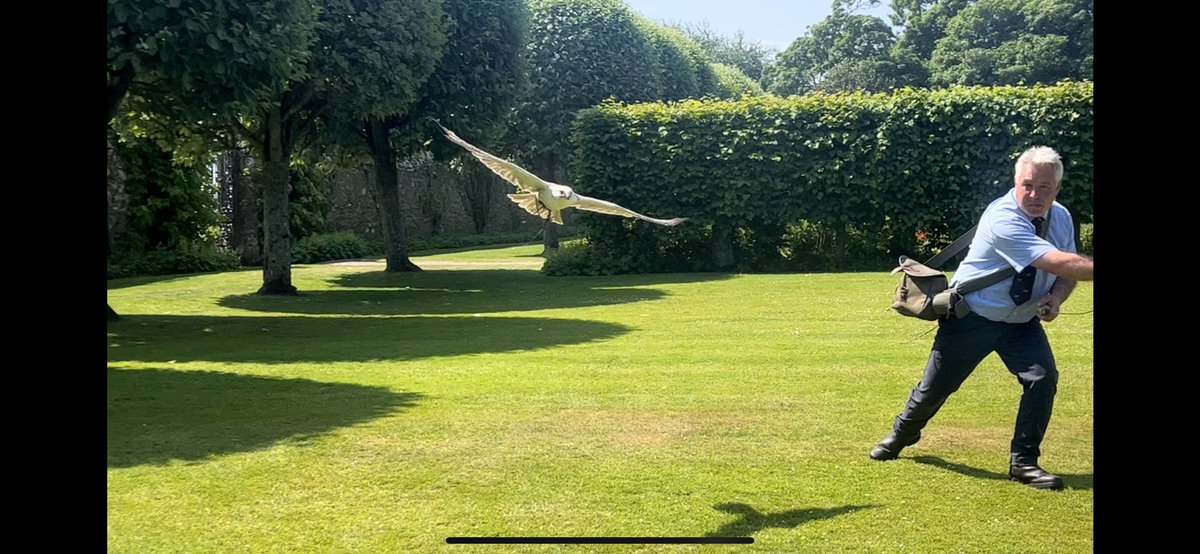 A gyrfalcon in flight is a majestic sight!!#dunrobincastle #britainsbestguides @STGAguides #bluebadgetouristguide  #professionaltouristguide