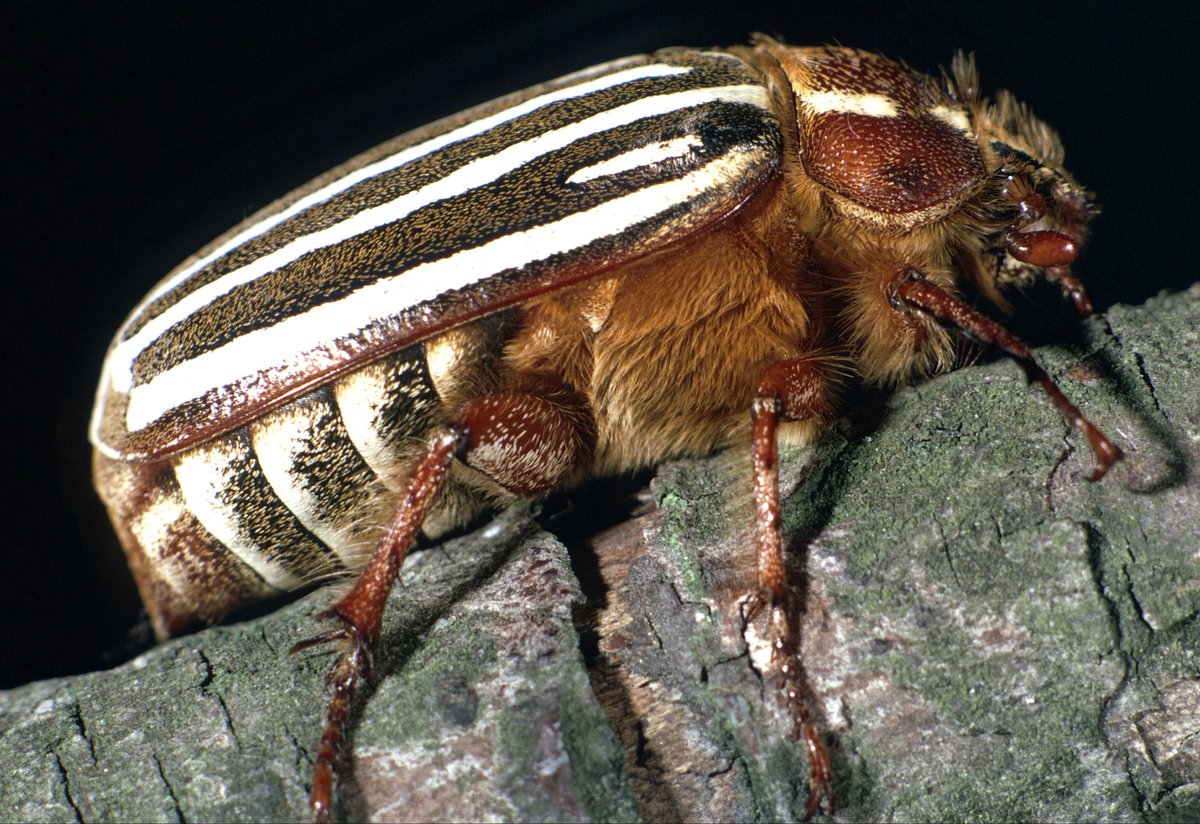 jackcschultz's tweet photo. The glorious 10-lined June #beetle, Polyphylla decemlineata ( Say) #insects https://t.co/JuJp2UDQqa