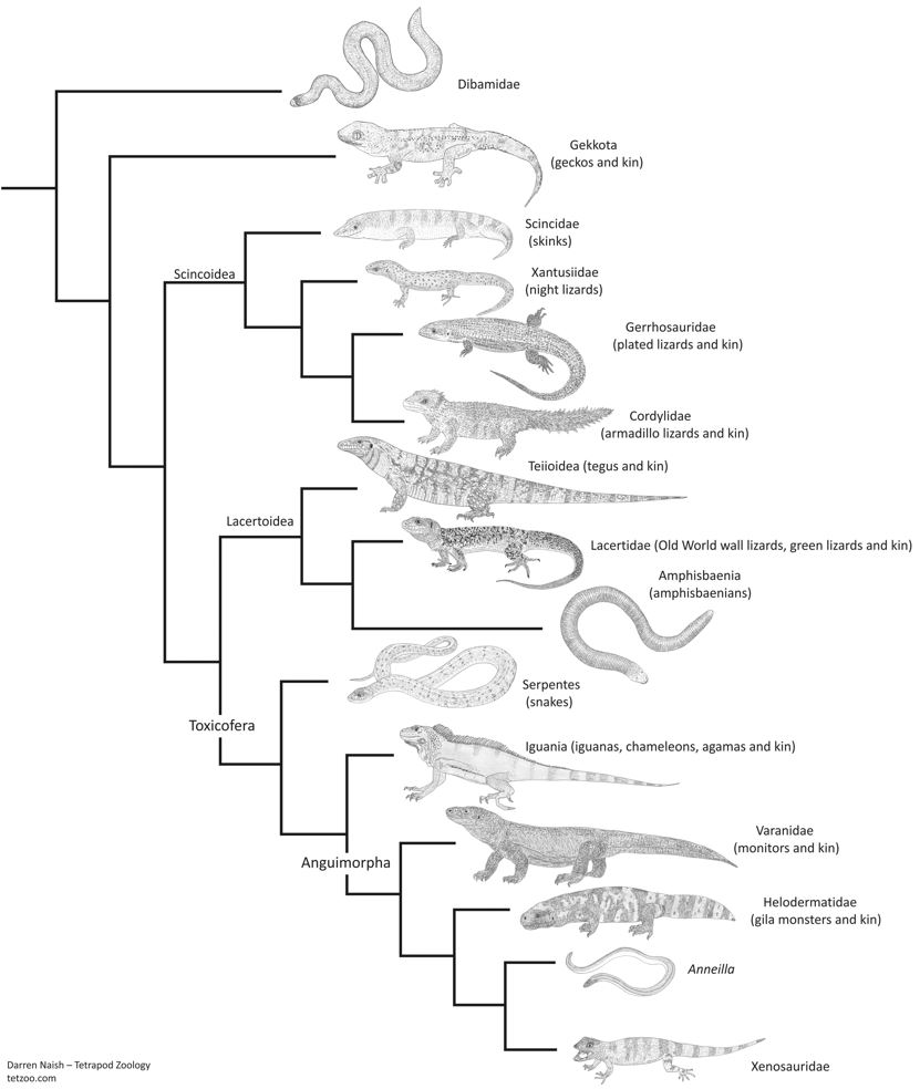 Tetrapod Zoology