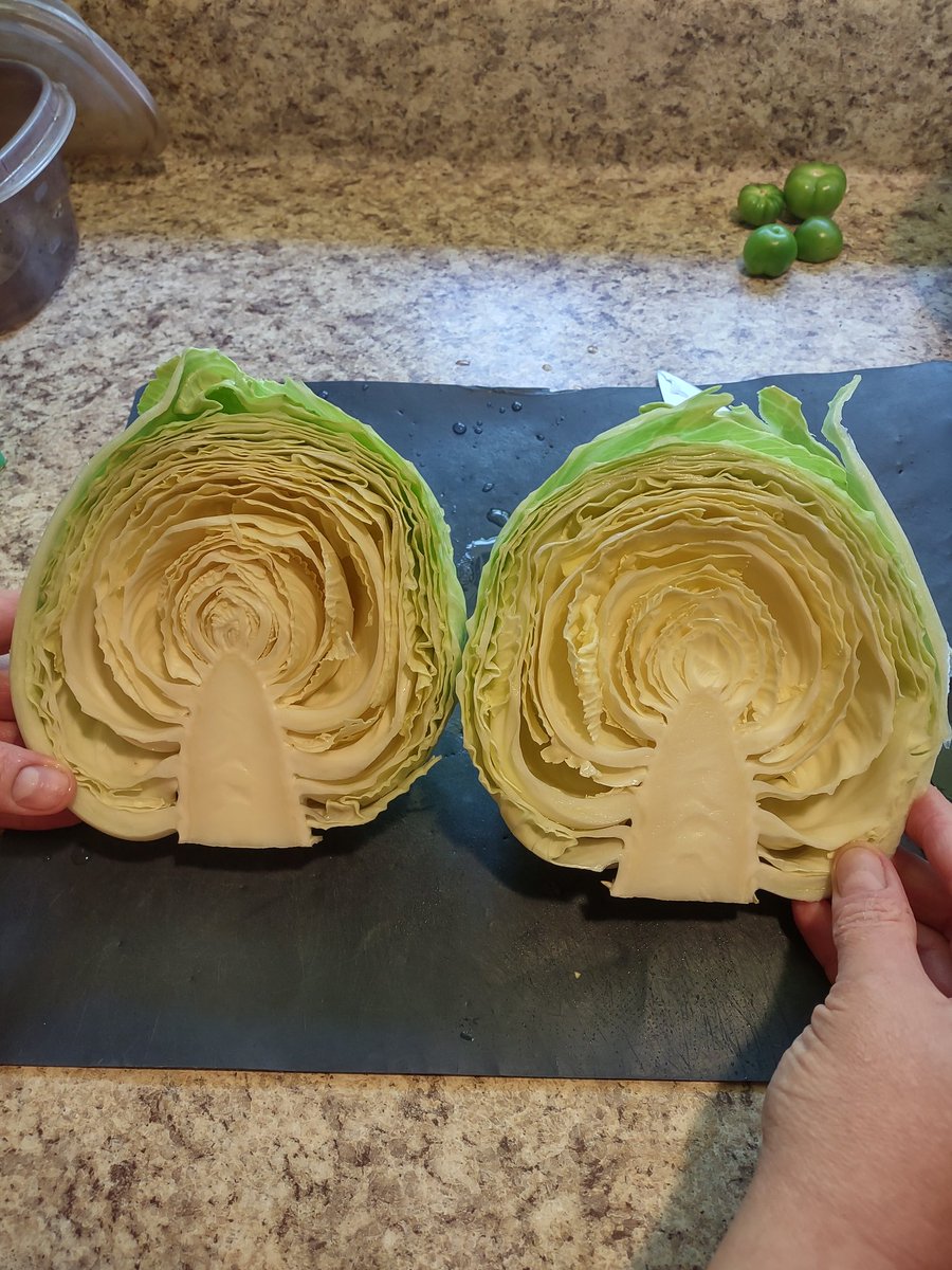 BigchrisCooks's tweet photo. This is the first head of cabbage We've ever grown! Pretty cool! #cabbagehead https://t.co/abhpnDdF4H