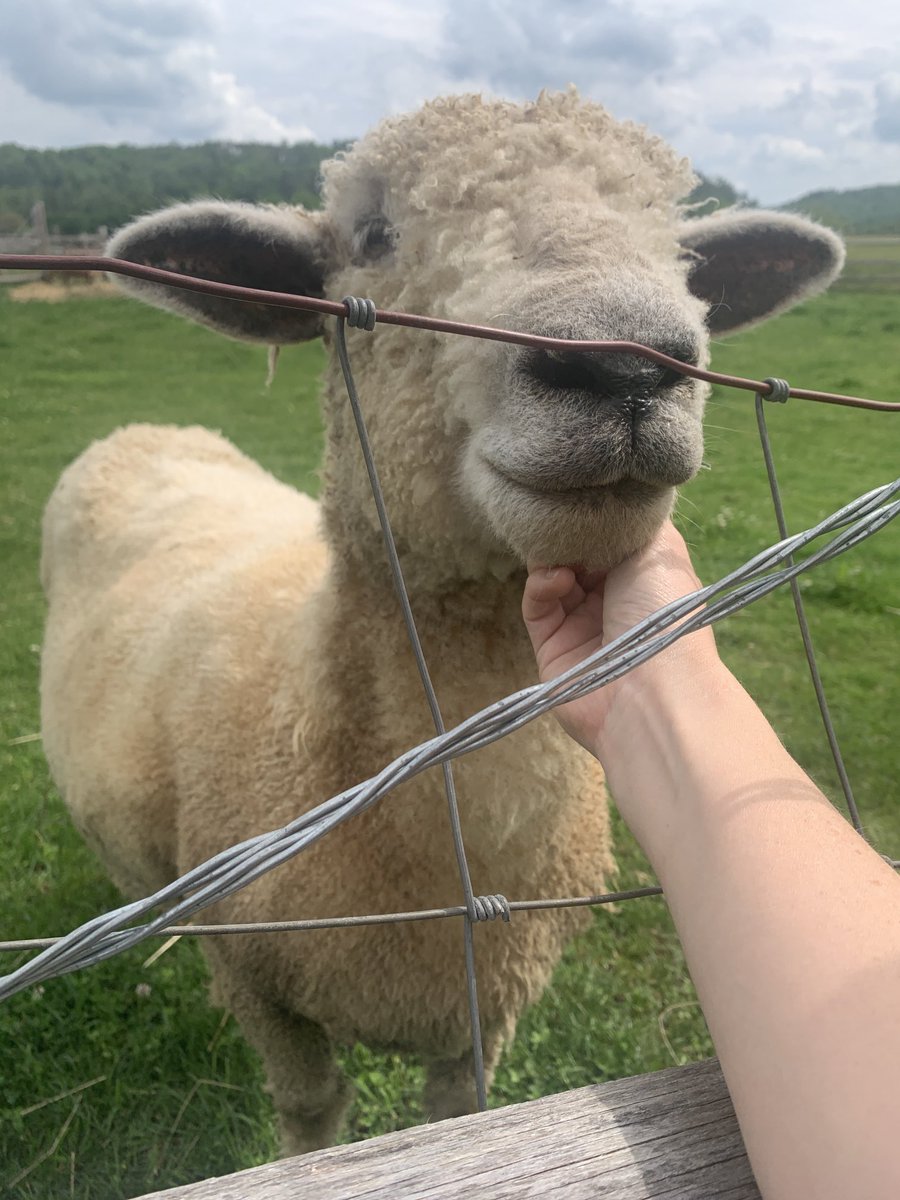 This is my official petition to be a professional sheep friend.