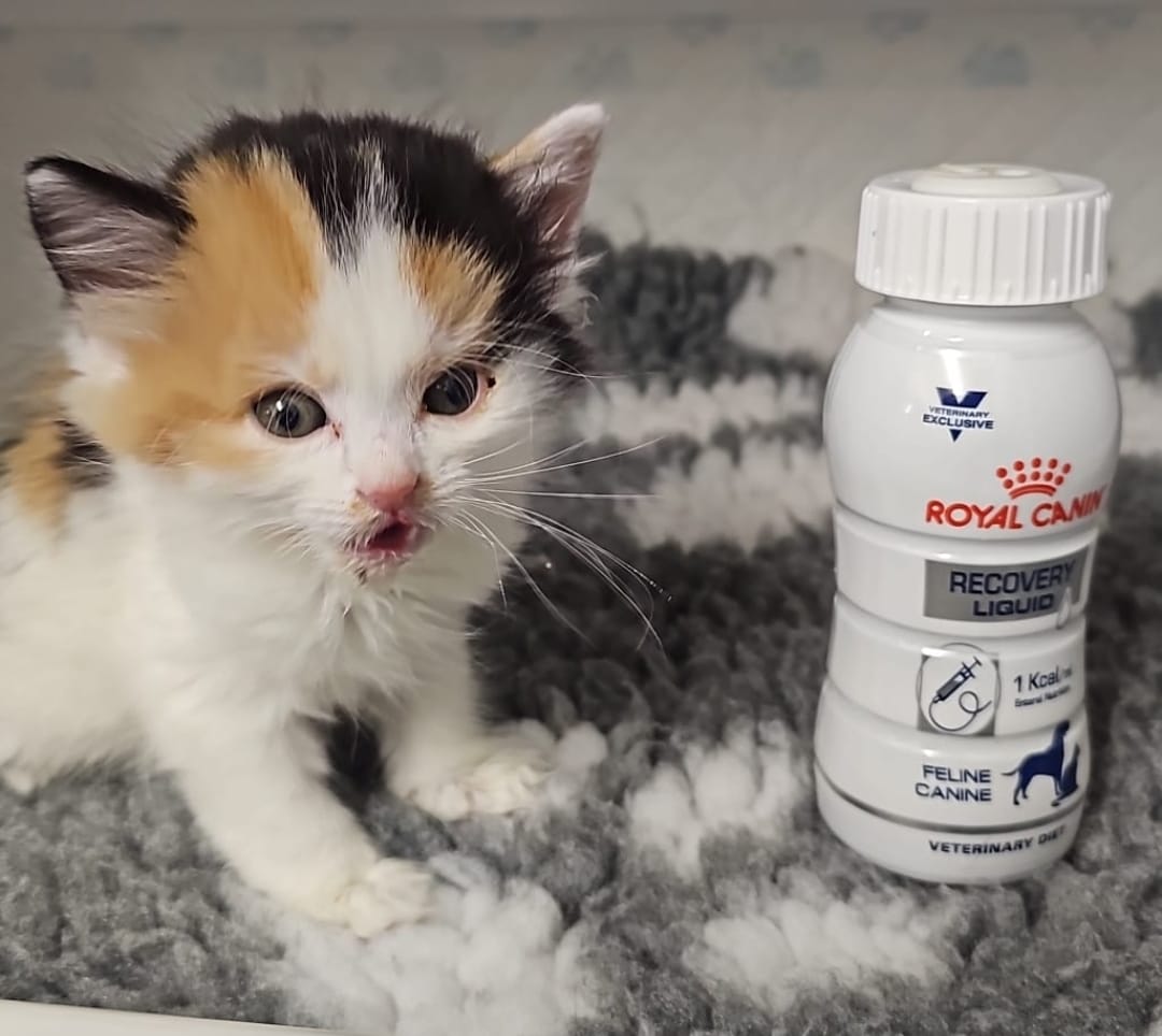 Bradford Cat Watch Rescue tweet media