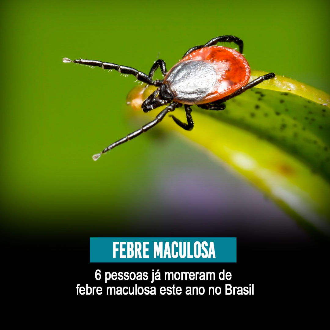 MasterWNews's tweet image. 6 pessoas já morreram de febre maculosa este ano no Brasil. Saiba o que é e como evitar a doença.
masterwnews.com/40039/

Imagem de Erik Karits por Pixabay
#masternews #carrapato #febremaculosa