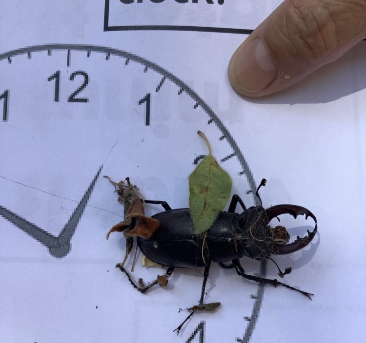 fraserteach's tweet photo. @ElliotNewton90 @RBKingston @Surb_WL We found one today @SHSGirlsPrep too. 
Hope my identification was right @ElliotNewton90 ?? 🤓 
Moved this beauty to a safe place to be away from inquisitive little fingers. Fantastic bit of nature-learning while maths was happening outdoors ☺️ https://t.co/KJIl31Sn1G