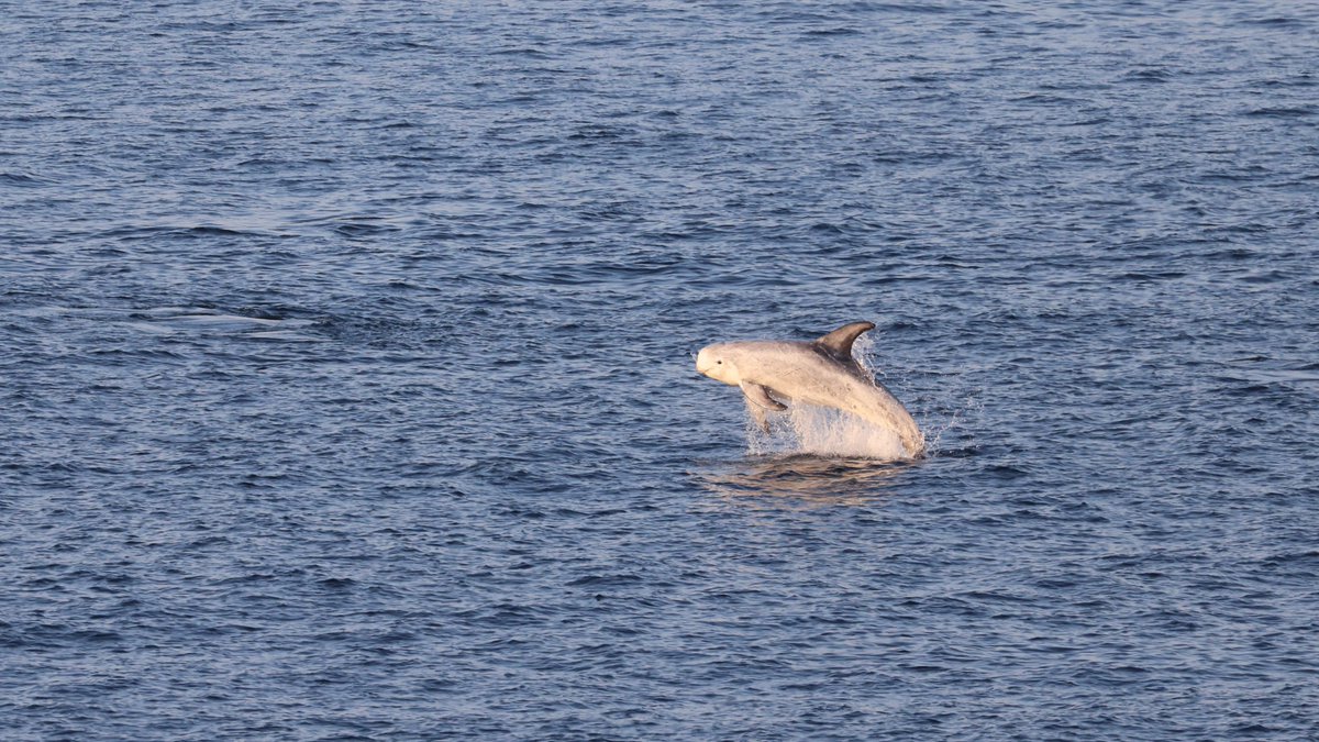 Long summer evenings watching Risso's dolphins (from Holborn Head, Scrabster) @whalesorg