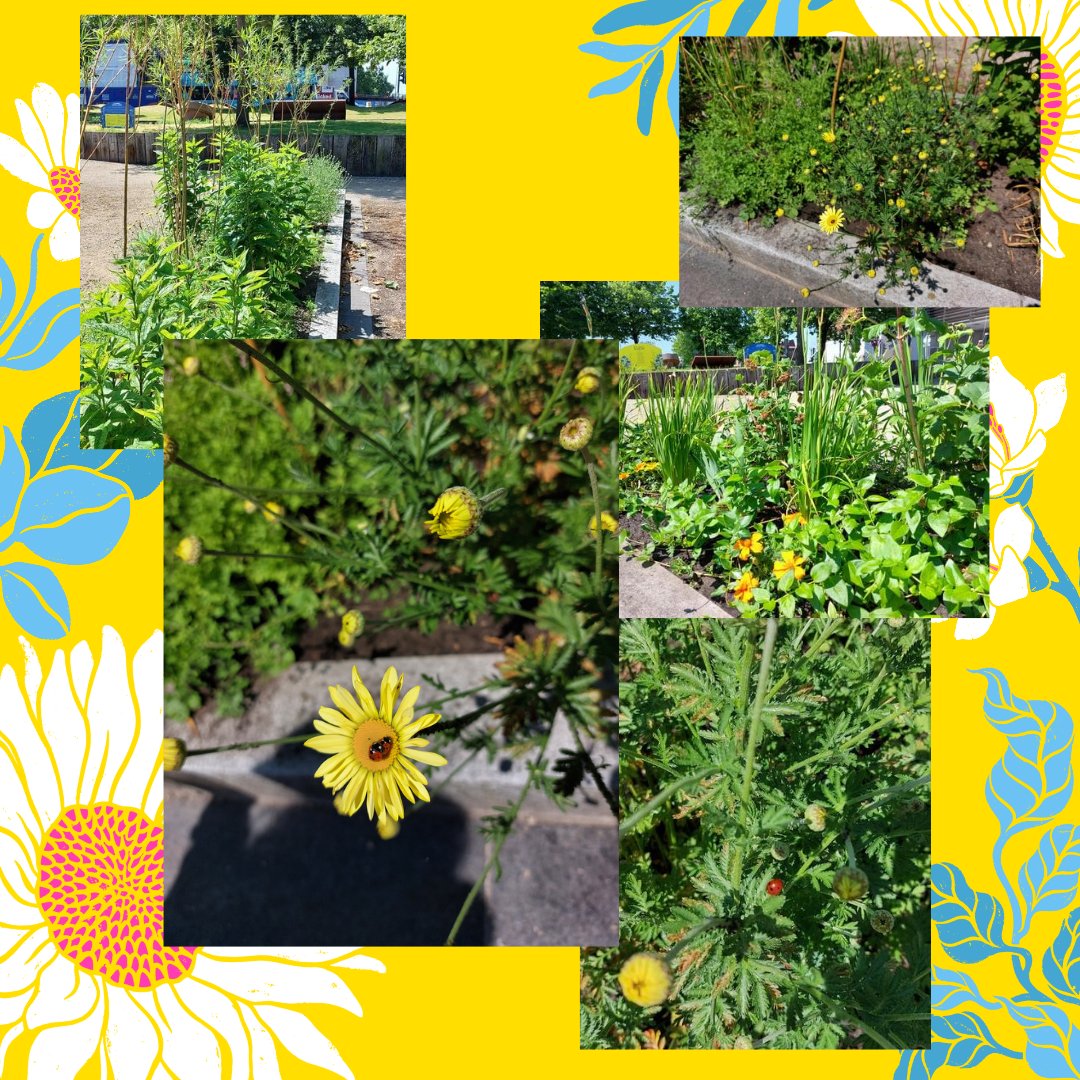 ClimateAlli's tweet photo. Oo-er missus... I didn't know where to look🙈 but glad to see the #ladybirds are thriving @liverpool_oneofficial #stthomassmemorialgarden today.... 
#ifyoubuildittheywillcome #communitygarden 
#tagetes #chamomile #natureonyourdoorstep #baltictriangle #urbannature #urbangarden https://t.co/a4QXkUJpOy