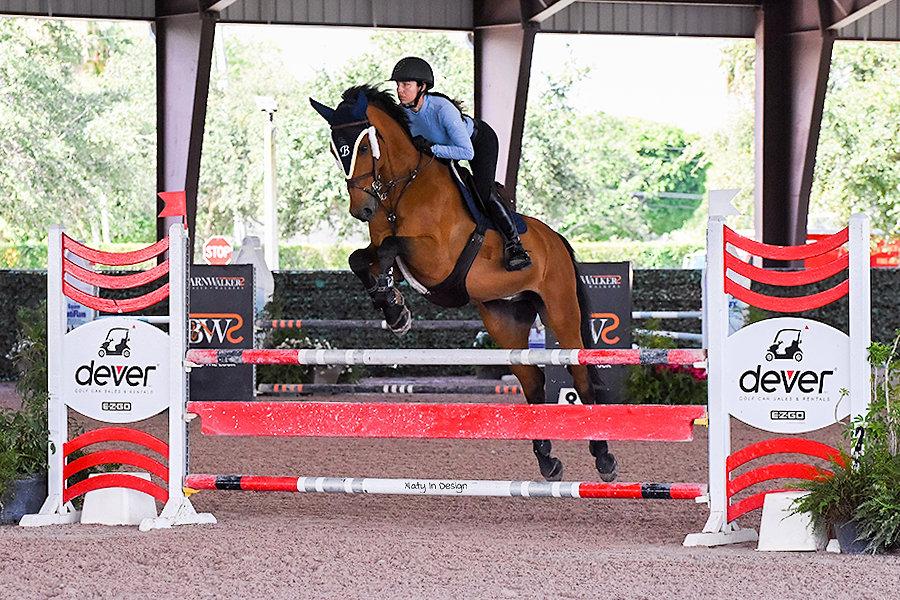 Horse For Sale, For Lease: Ischgl, 10 year-old, 16.3 hand, Dutch Warmblood Gelding - Jumper. Located in FL. dlvr.it/Sqh8XQ