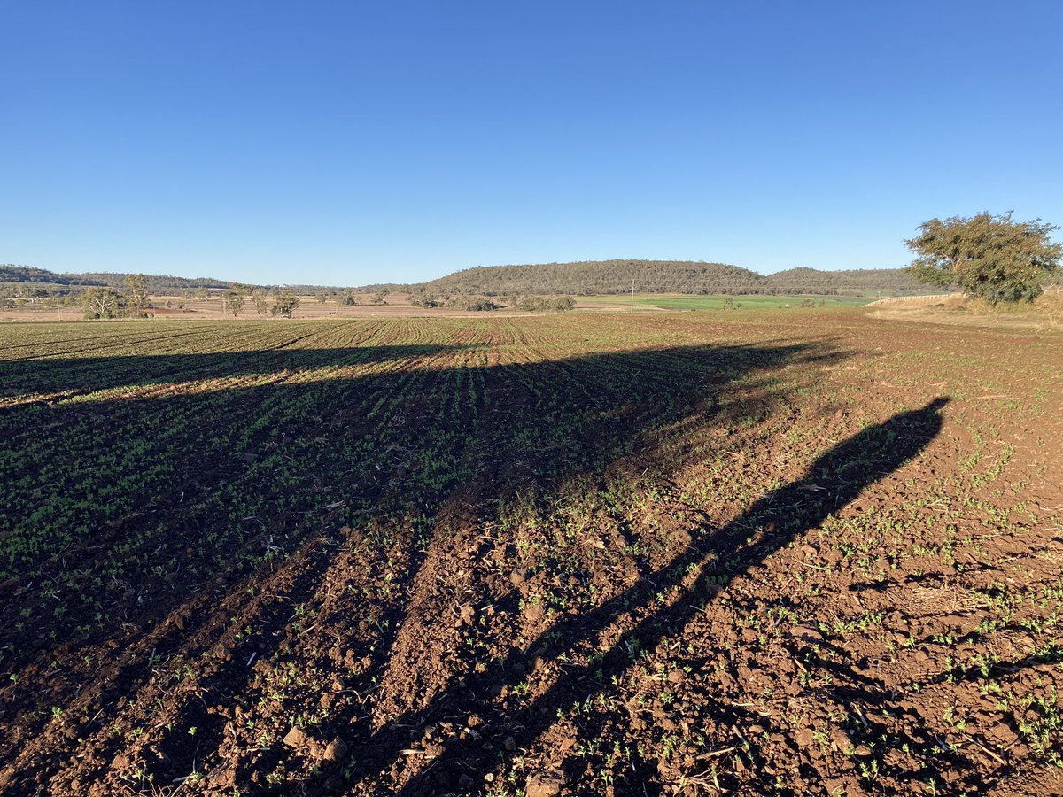 AbiMak2's tweet photo. #flax &amp; #lentil #covercrop #organic #seed #crop. Flax has a lot of potential for increasing #AMF in #avocado #orchards #darlingdowns #regenerativeagriculture https://t.co/uhq42S3lCK