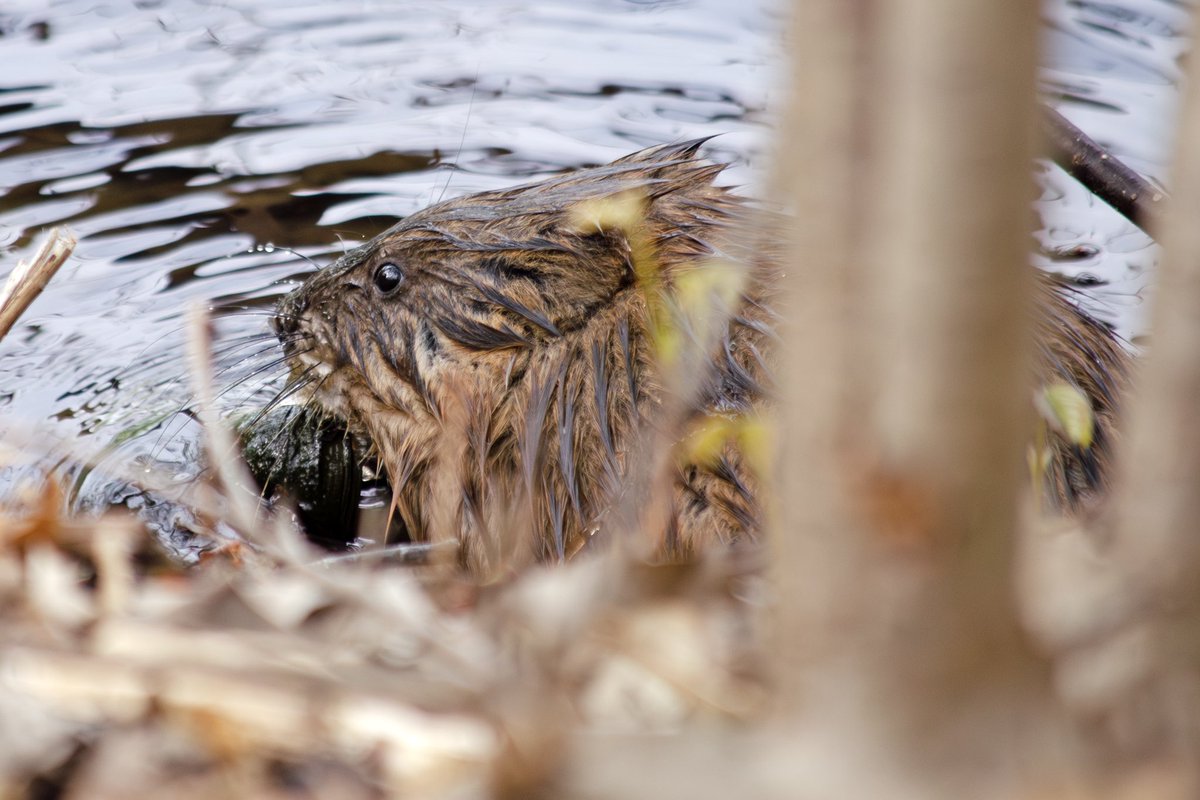 mgbinning's tweet photo. The first time I caught a glimpse of a muskrat with my camera. #Wildlife #Muskrat #NaturePhotography https://t.co/XBRoJ3ABu1