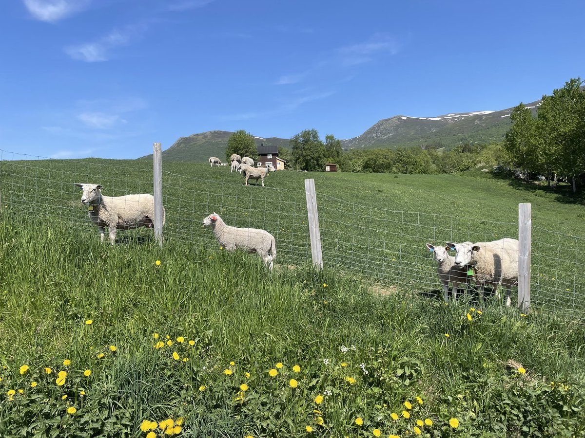 Ann McLaren (@anniemcl1) on Twitter photo We’ve been lucky with the weather here in Norway for the <a href="/H2020Smart/">H2020-smart</a> transnational workshop. ☀️ Great first couple of days seeing a variety of technologies in action. Today was all about the 🐑 farms, tomorrow it’s the turn of the 🐐farms! 🙂 <a href="/SRUC/">SRUC</a> <a href="/MoredunComms/">The Moredun Foundation</a> @NIBIO_no We’ve been lucky with the weather here in Norway for the <a href="/H2020Smart/">H2020-smart</a> transnational workshop. ☀️ Great first couple of days seeing a variety of technologies in action. Today was all about the 🐑 farms, tomorrow it’s the turn of the 🐐farms! 🙂 <a href="/SRUC/">SRUC</a> <a href="/MoredunComms/">The Moredun Foundation</a> @NIBIO_no