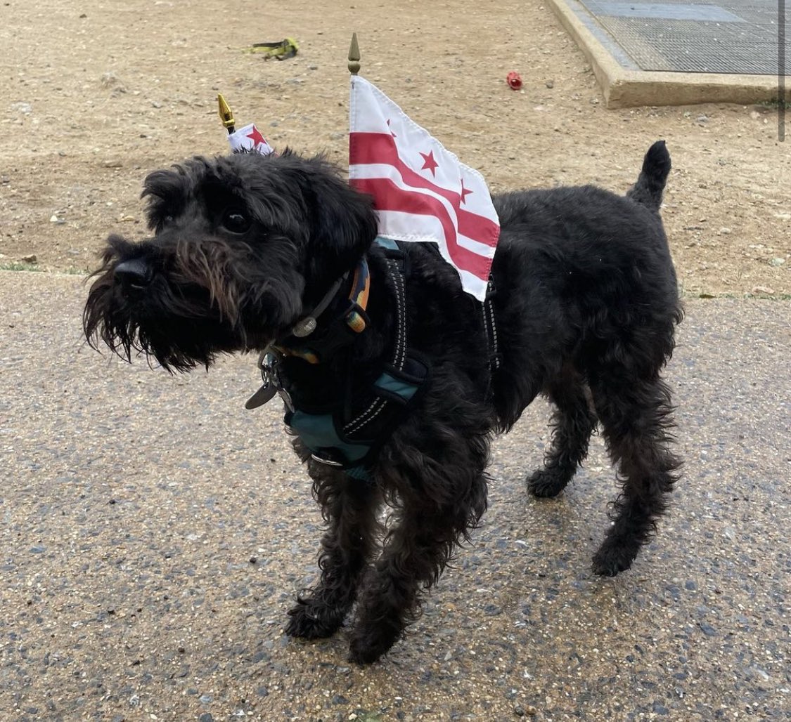 11thandBark's tweet photo. Happy flag Day from the Dogs at 11th and Bark!
#dcflagday #wearedc https://t.co/zQZoFXI7MT