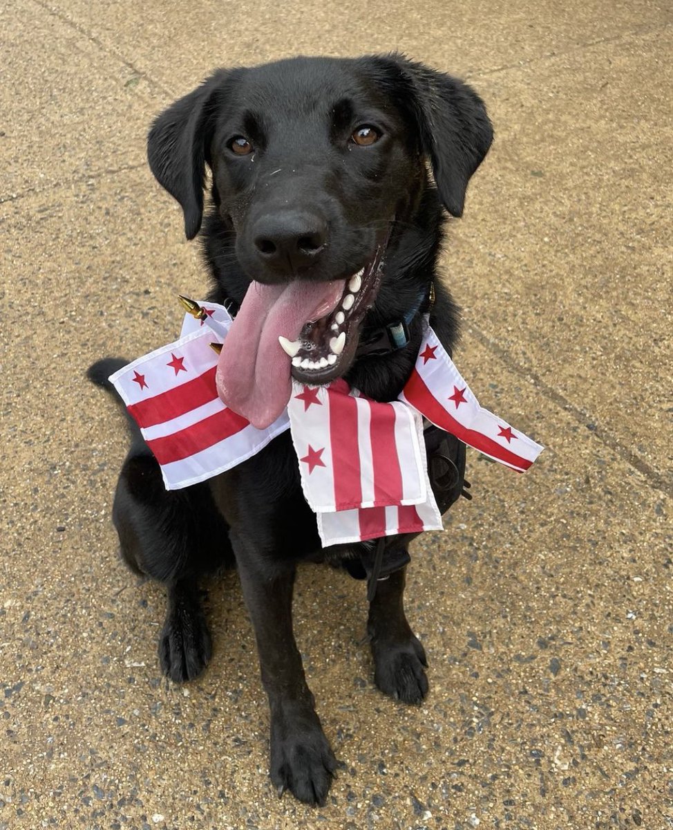 11thandBark's tweet photo. Happy flag Day from the Dogs at 11th and Bark!
#dcflagday #wearedc https://t.co/zQZoFXI7MT