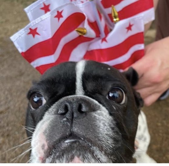11thandBark's tweet photo. Happy flag Day from the Dogs at 11th and Bark!
#dcflagday #wearedc https://t.co/zQZoFXI7MT