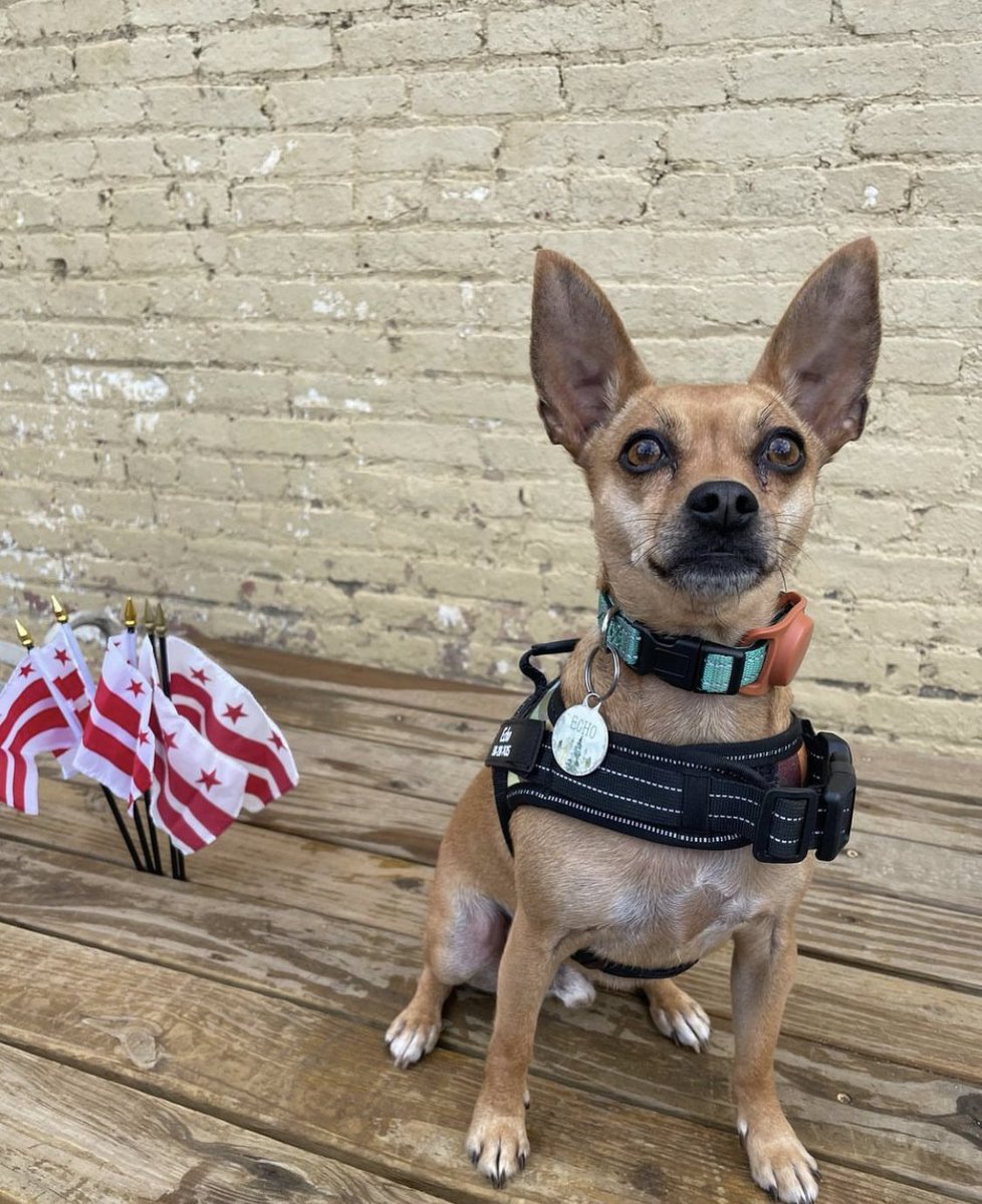 11thandBark's tweet photo. Happy flag Day from the Dogs at 11th and Bark!
#dcflagday #wearedc https://t.co/zQZoFXI7MT