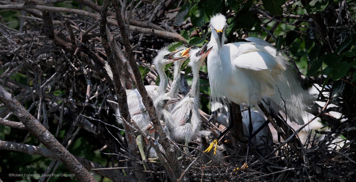 Robert Cohen tweet media