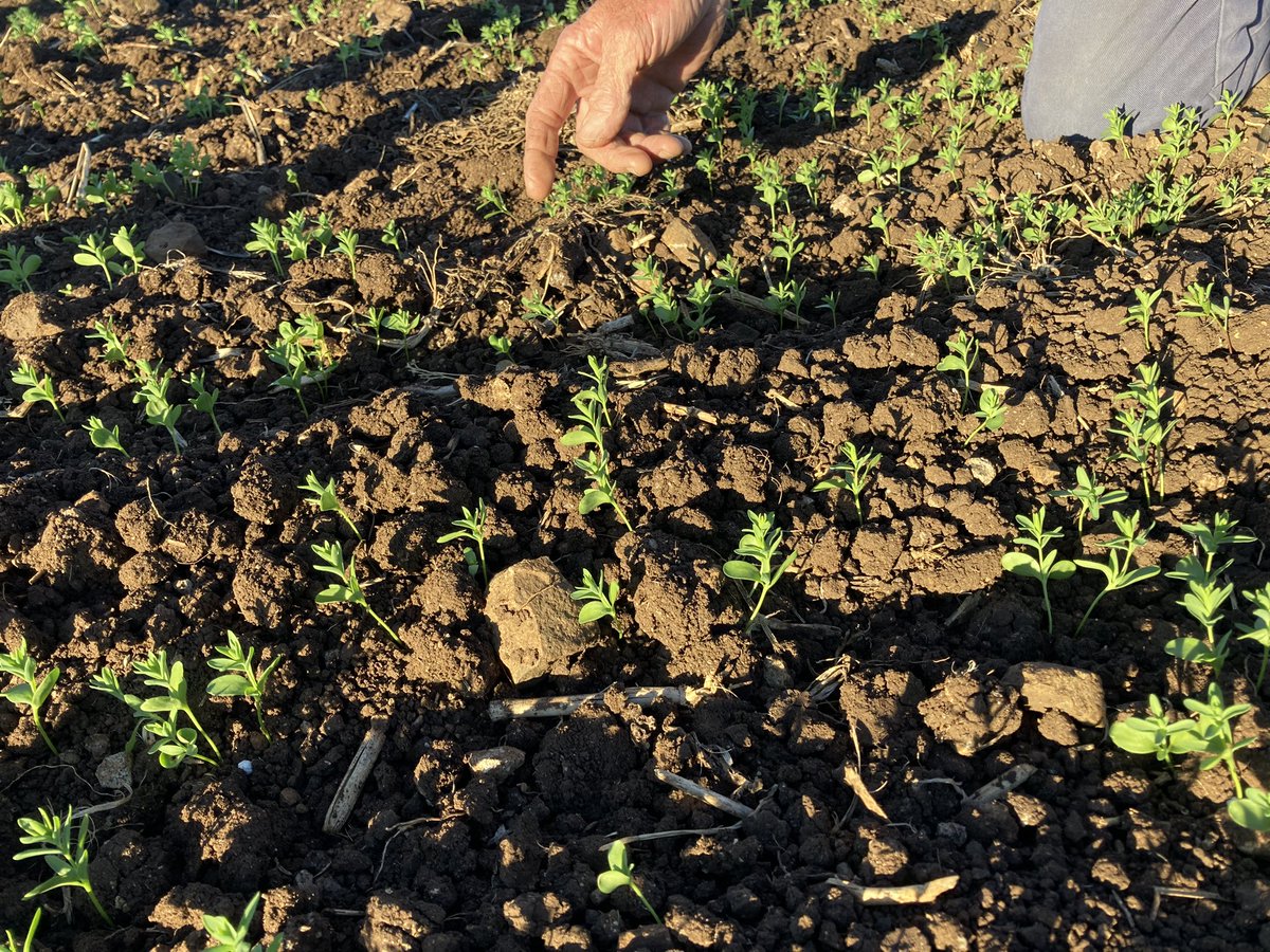 AbiMak2's tweet photo. #organic #flax &amp; #lentil #covercrop #seed #crop #darlingdowns https://t.co/Dk4aodejzu