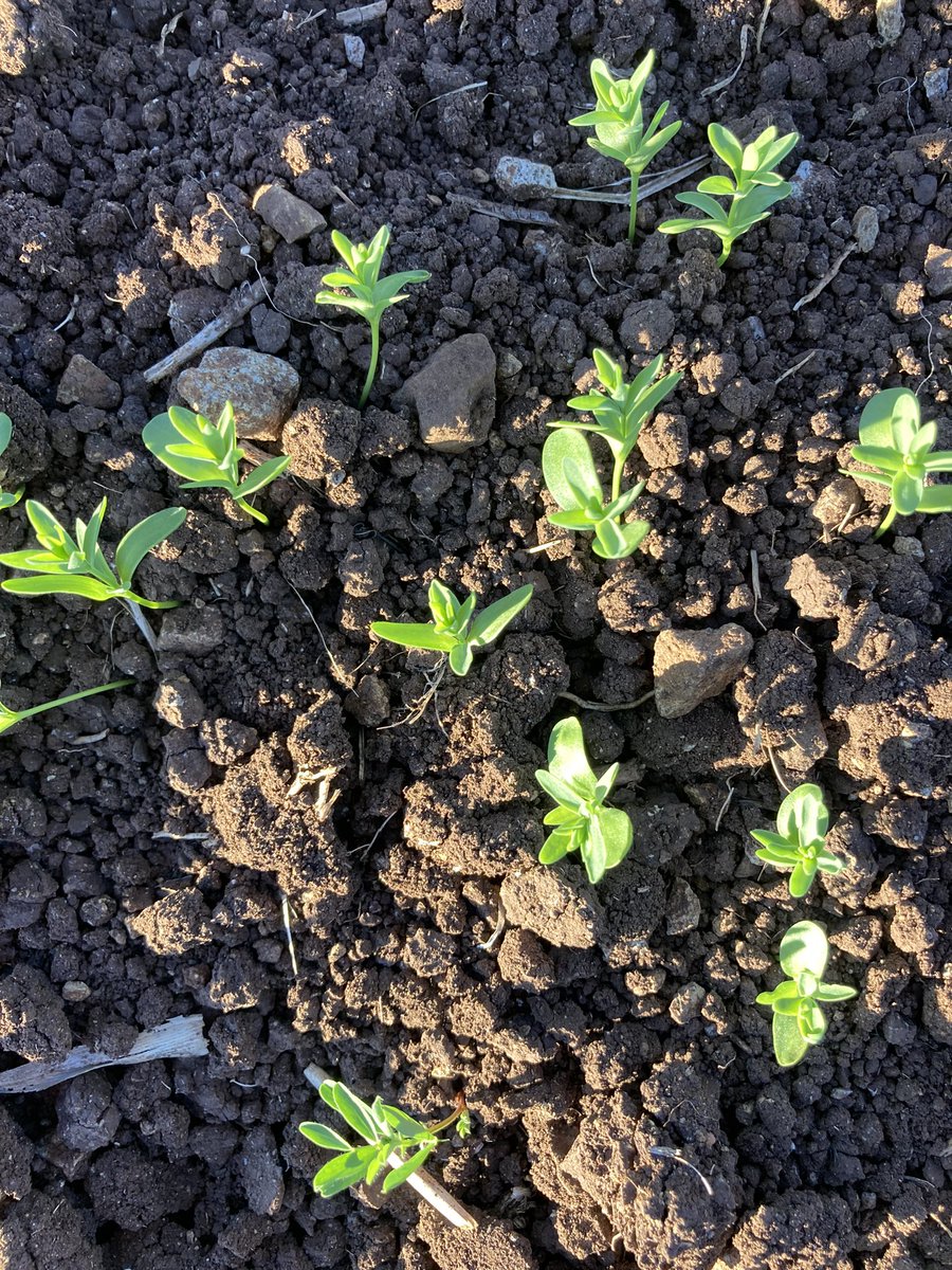 AbiMak2's tweet photo. #organic #flax &amp; #lentil #covercrop #seed #crop #darlingdowns https://t.co/Dk4aodejzu