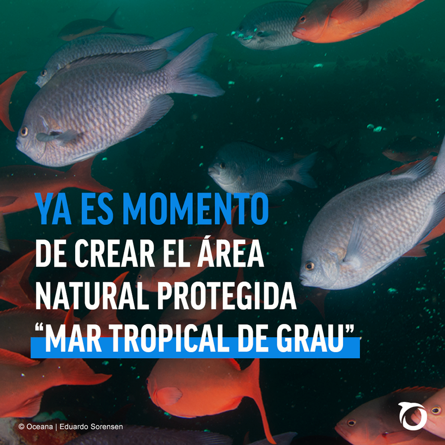 Oceana_Peru's tweet photo. De crearse el ANP Mar Tropical de Grau, ubicada en Piura y Tumbes, se protegería casi el 20% de nuestra diversidad marino-costera. Pero la iniciativa hasta ahora no ve la luz. ¿Por qué? @danielfolivares, Dir. de @Oceana_Peru, ahonda en ello @Opinion_ECpe👉🏻 https://t.co/UrYg7SWGFd https://t.co/NWyfDGG7JG