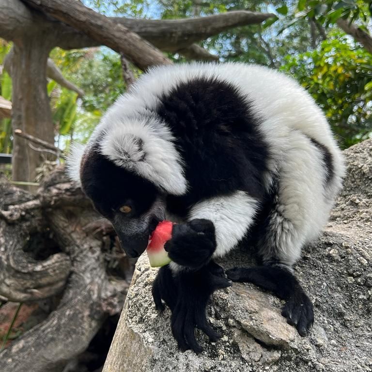 zoomiami's tweet photo. Watermelon sugar summer in full effect ๐ Our animals at #ZooMiami are enjoying a slice of life from our friends at @TheBerryFarms. Thanks a melon for the generous donation! ๐ ๐ #LiveZooMiami #TheBerryFarm ๐ ๐พ ๐ฟ https://t.co/MfPO2tXYng