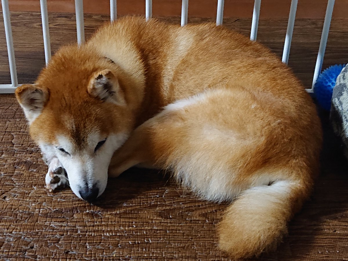二度寝中です😌💤
#柴犬 #ポチ #犬のいる生活 #日本犬 #二度寝