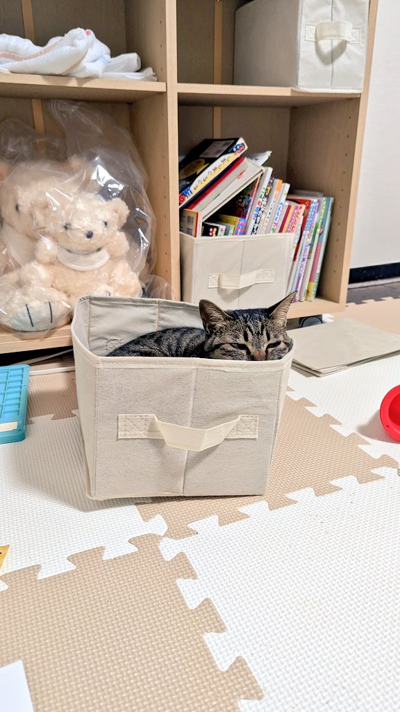necomilk0529's tweet photo. お久しぶりです😭

オーダー品作りつつ、コミケ合わせの新作も作り始めています！
(ᯫ᳐ᐠࠔ ᐟᯫ᳐ )੭”
コミケ後にminneでも新作販売できたらと思います🙇‍♀️

今朝はミニミニ猫アイスメロンソーダを作っていました🍈

あと昨日のかえちゃん- ̗̀📦 ̖́-

 #フェイクスイーツ  #ミニチュア https://t.co/R9OMS9KmJx