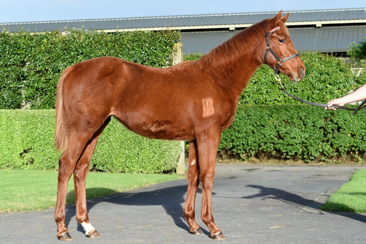 LadyDenariel's tweet photo. How good have Proisir fillies been this season? Only 5 available at the @KarakaChat Weanling sale: Lot 137 x Sansa Stark has to be one of the best Pedigrees - an Oaks winner, a Derby winner &amp;a Sydney Cup winner on the page. https://t.co/WsMjeiYB34 https://t.co/owo5Uzx25f