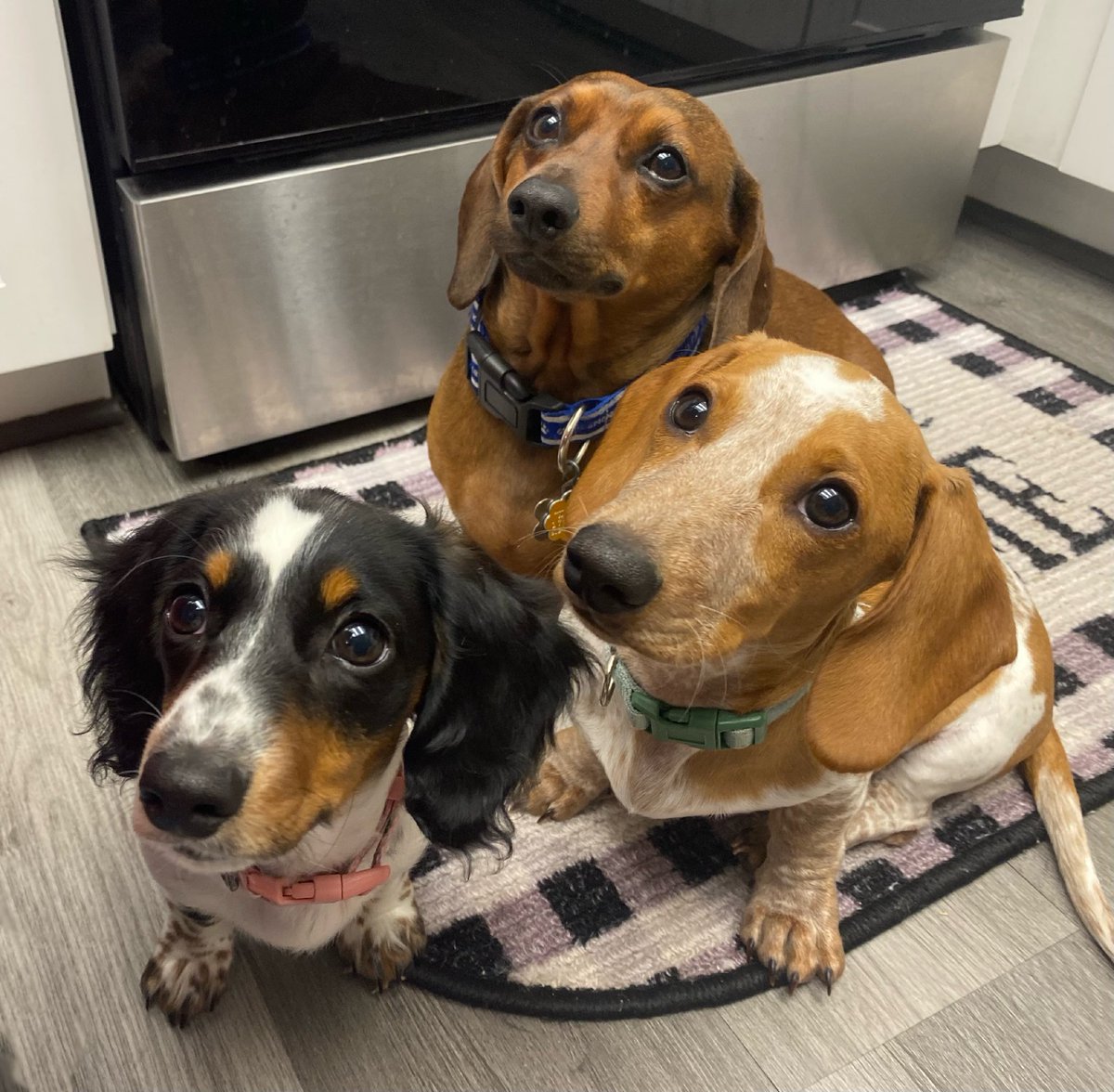 siitateez's tweet photo. i call them the jelly trio
#AtinyPetDay #PetsForYeosang #AtinySpiritWeek #ATEEZ #에이티즈 @ATEEZofficial #ATEEZ_BOUNCY #ATEEZ_OUTLAW https://t.co/rbcNlYDnYG