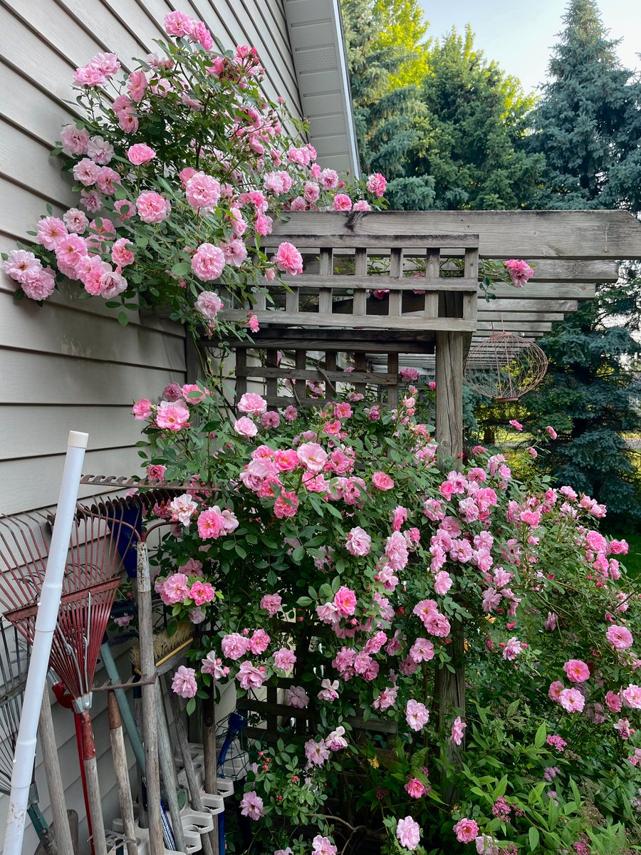 good afternoon🌿
#RoseWednesday #GardeningTwitter