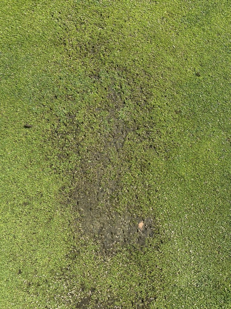 We have been working on the finer details the last 2 days.

Hand spiking worn areas and brushing in dwarf rye seeds to create a germination bed to help us speed up recovery for maximum turf coverage across all of the greens. 

🌞 💦🤞