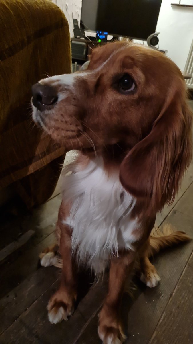 Oliver & Paddy tweet media