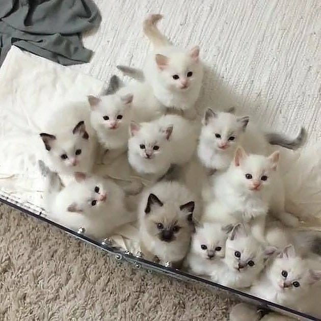 Why you should have a cat (@shouldhavecat) on Twitter photo 