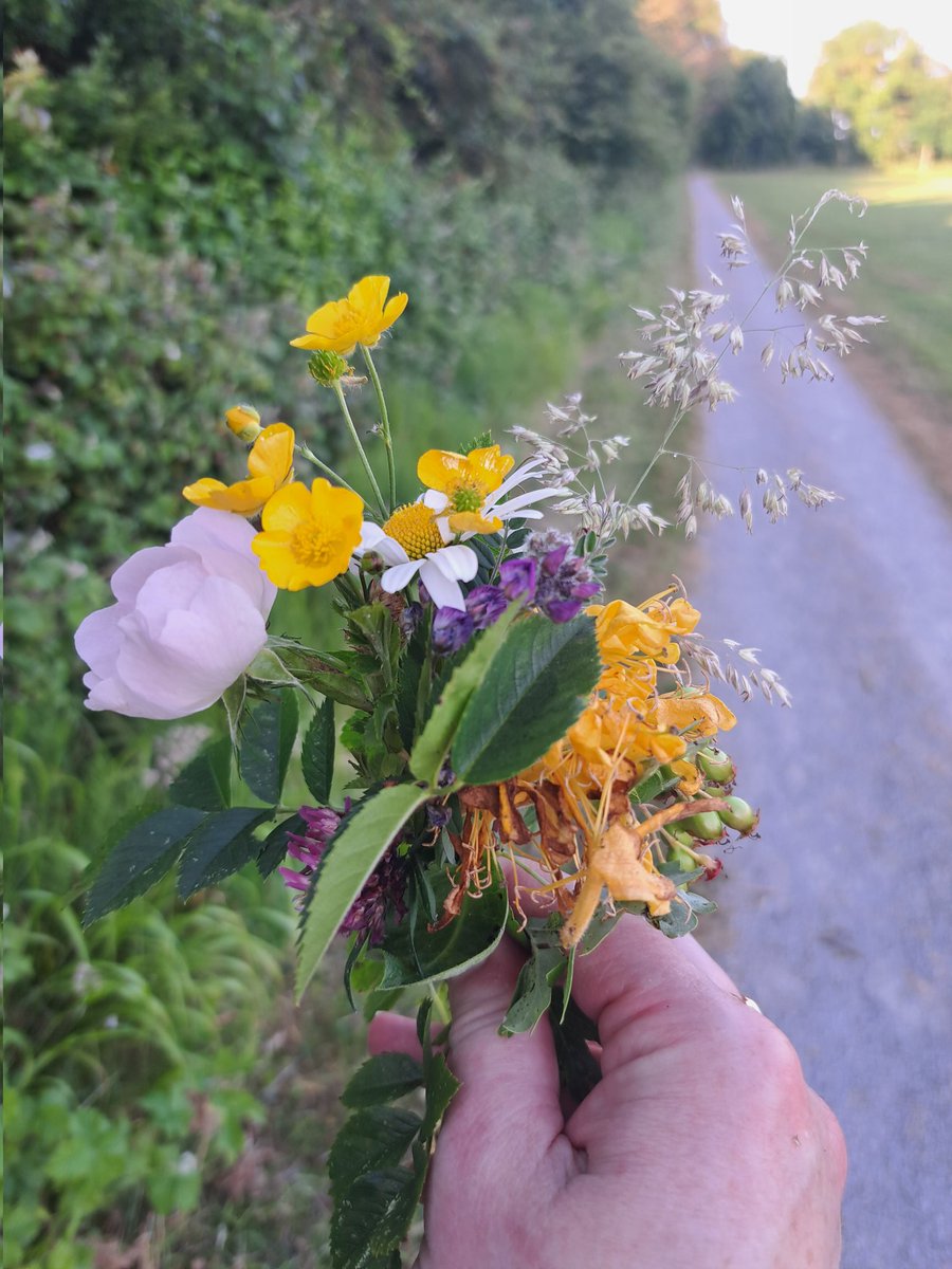 🎵🎶 I don't have to buy myself flowers! 🎶🎵 just a small handful and example of wildflowers to be found along this one hedgerow in @stfechins #biodiversity is all around us #greenclubs #SDG13 #SDG15 #nature